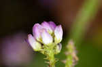 Curtiss' milkwort